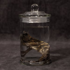 Image of Chameleon Forest Dragon Wet Specimen 04