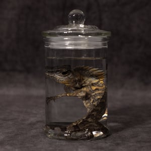 Image of Chameleon Forest Dragon Wet Specimen 04