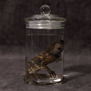 Image of Chameleon Forest Dragon Wet Specimen 04