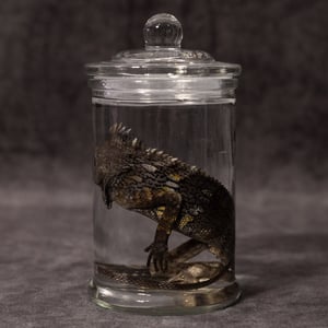 Image of Chameleon Forest Dragon Wet Specimen 05