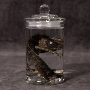 Image of Chameleon Forest Dragon Wet Specimen 05