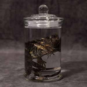 Image of Chameleon Forest Dragon Wet Specimen 05