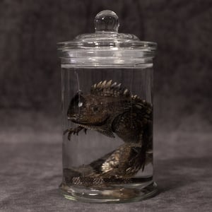 Image of Chameleon Forest Dragon Wet Specimen 05