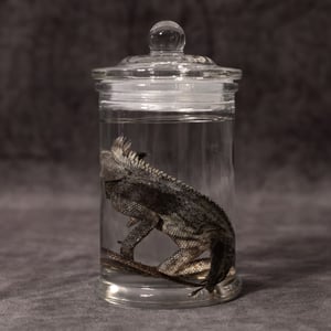 Image of Chameleon Forest Dragon Wet Specimen 06