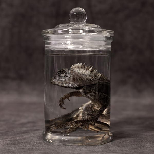 Image of Chameleon Forest Dragon Wet Specimen 06