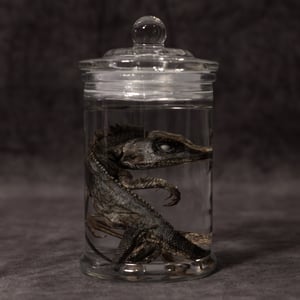 Image of Chameleon Forest Dragon Wet Specimen 06