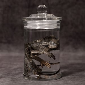 Image of Chameleon Forest Dragon Wet Specimen 06