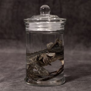 Image of Chameleon Forest Dragon Wet Specimen 06