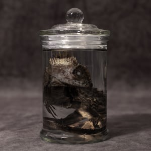 Image of Chameleon Forest Dragon Wet Specimen 07