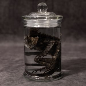 Image of Chameleon Forest Dragon Wet Specimen 07