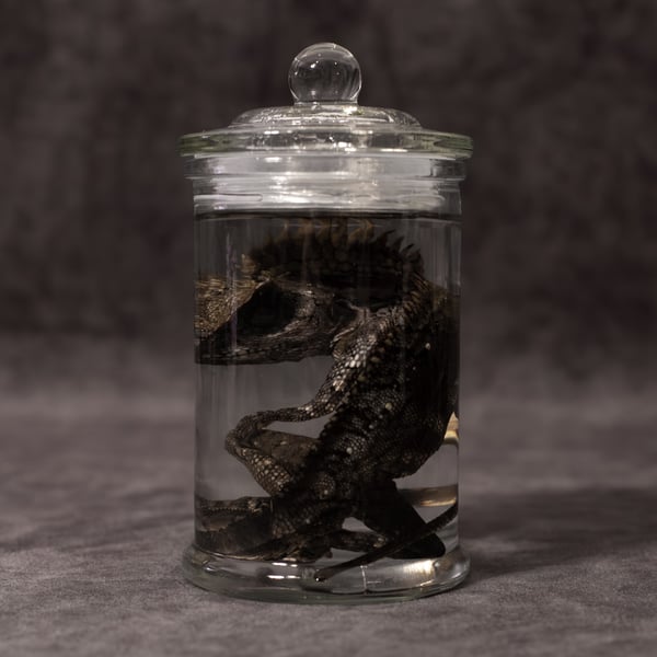 Image of Chameleon Forest Dragon Wet Specimen 07