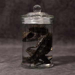 Image of Chameleon Forest Dragon Wet Specimen 07