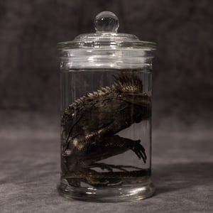 Image of Chameleon Forest Dragon Wet Specimen 07