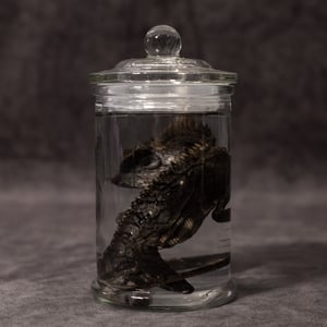 Image of Chameleon Forest Dragon Wet Specimen 07