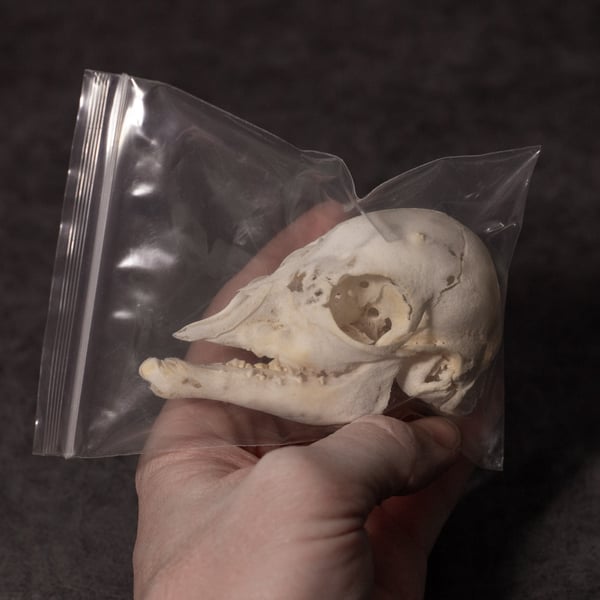 Image of Stillborn Goat Skull 01