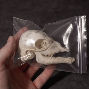 Image of Stillborn Goat Skull 01