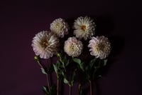 Dahlias in Purple