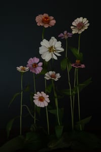 Still Life with Multi Colored Zinnia