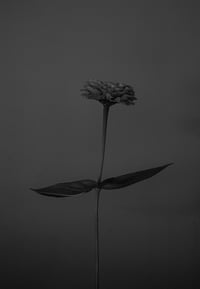 Zinnia in Black and White