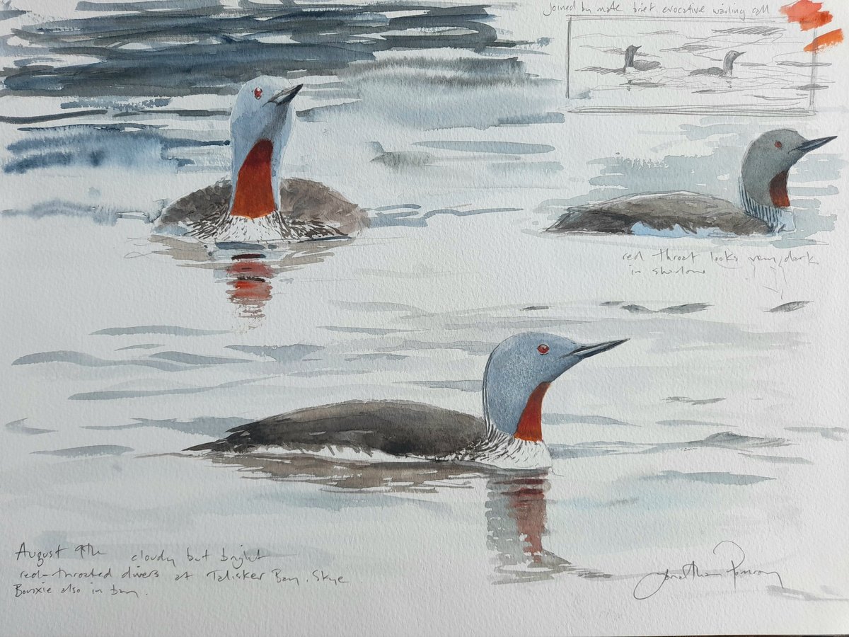 Image of Red-throated diver studies