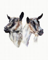 Image 2 of Residents of Woodstock Farm Sanctuary II