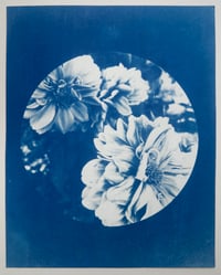 Image 2 of Flowers