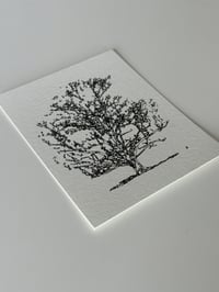 Image 2 of Grandmother Maple Print