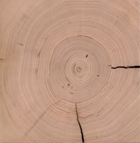 Image 3 of Douglas-fir Storywood