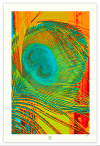 Image 1 of VIVID PEACOCK (36X24)