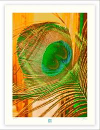 QUIET PEACOCK (24X18)