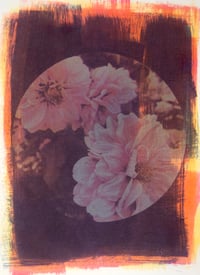 Image 3 of Flower Solarfast Prints (Warm Colors)