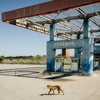 Reservoir Dog - Maroc