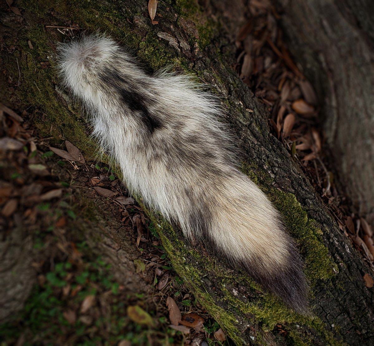 Image of Wolf Tail