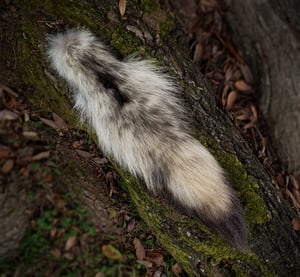 Image of Wolf Tail