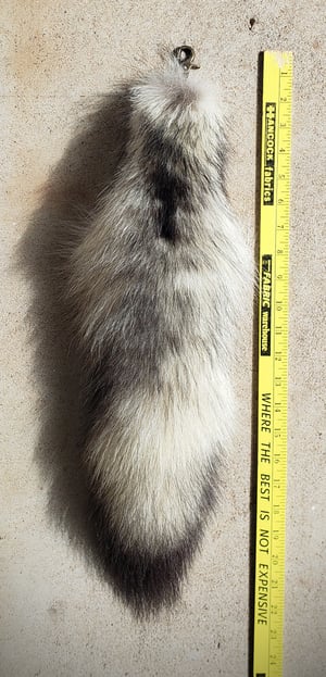 Image of Wolf Tail