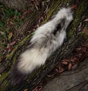 Image of Wolf Tail