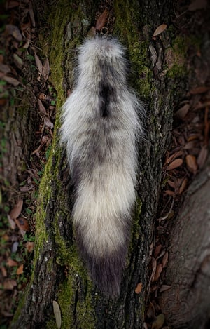 Image of Wolf Tail