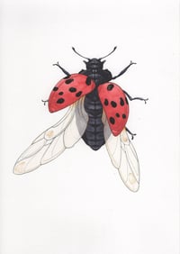 Image 1 of Coccinelle - A4