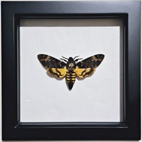 Framed - Death's-Head Hawkmoth IV