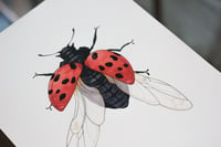 Image 3 of Coccinelle - A4