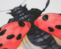 Image 2 of Coccinelle - A4