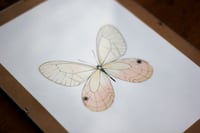 Image 4 of Papillon - A5