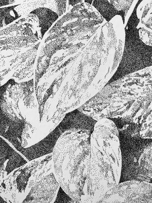 Image of Epipremnum