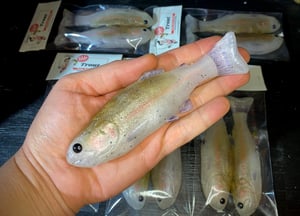 Image of Bob’s Trout 2PK (Frosty Trout)