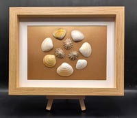 SEASHELL ART ***FREE UK POSTAGE***
