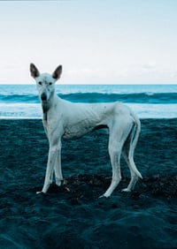Lone Dog
