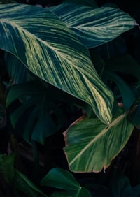 Green Glory