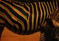 Sizzling Stripes