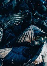 Pigeon Pandemonium