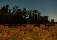 Sun-Kissed Stallions